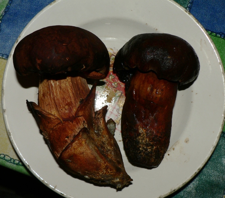 Boletus fragans????